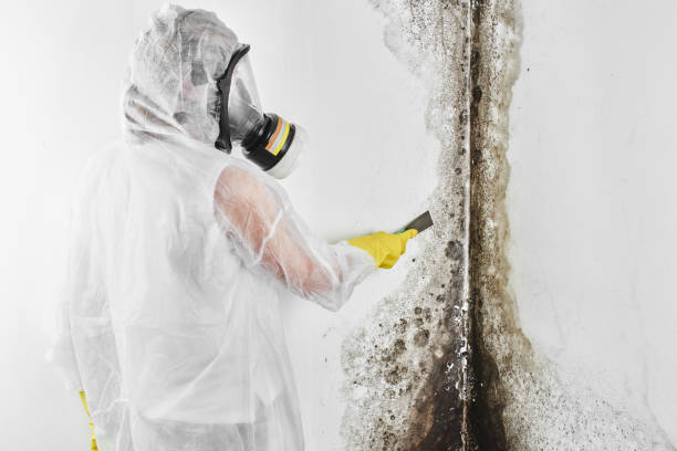 Best Certified Mold Removal  in Shiremanstown, PA