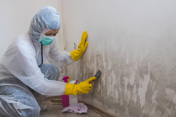 Mold Removal Process in Shiremanstown, PA